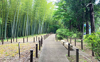 緑道・散策路（登山道）